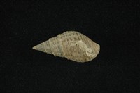 藏品(瘤蜷)的圖片